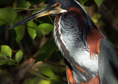 Agamia Agami. Gabriel Rodríguez - Estación Biológica Las Guacamayas, Petén.
