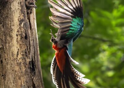 Alas de Ángel. Gabriel Rodríguez - San Marcos, Guatemala.