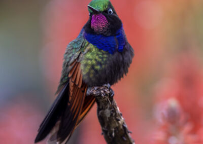 Poesía de colores. Gabriel Rodríguez - Sierra de los Cuchumatanes, Huehuetenango.