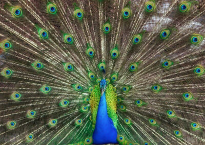 Abanico del Pavo Real. Julio Chivichón - Parque Nacional Tikal, Flores, Petén.