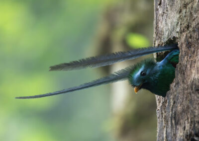 Quetzal resplandeciente. Wilmer Rojas - Parque Regional Municipal Refugio del Quetzal, San Rafael Pie de la Cuesta, San Marcos.